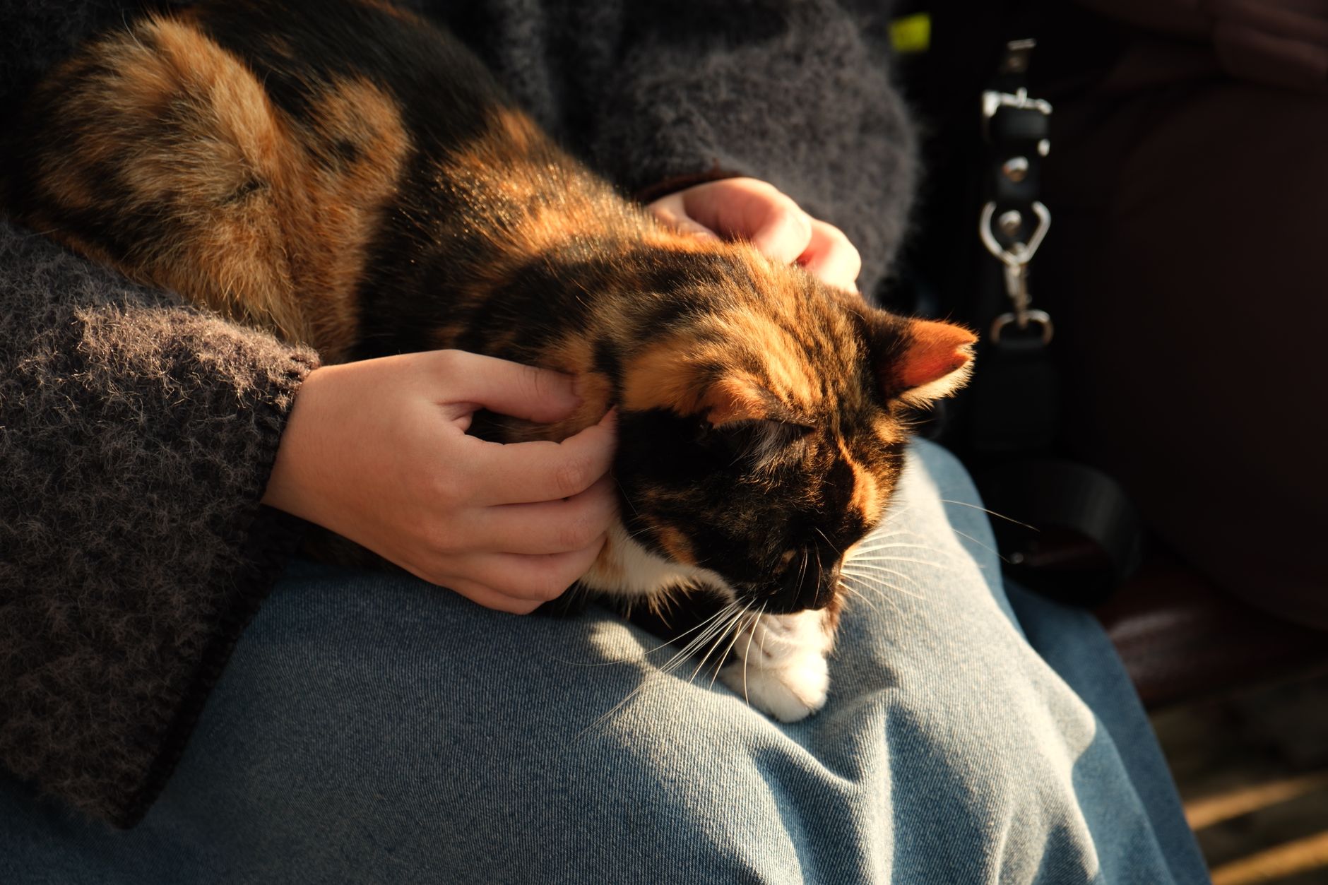 Gato en brazos durante una atención veterinaria a domicilio