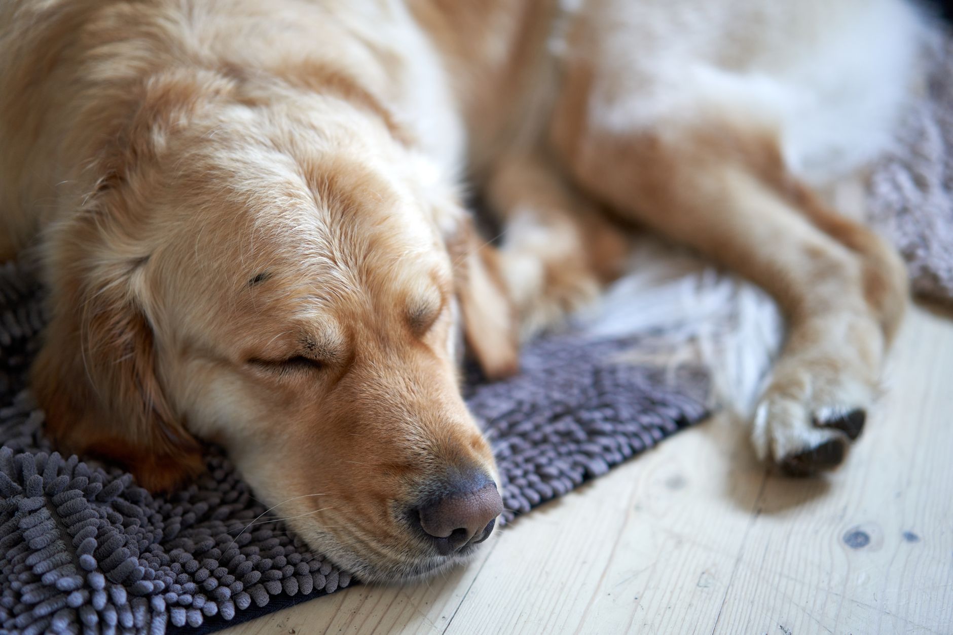 Mascota adulta mayor descansando tranquila en casa